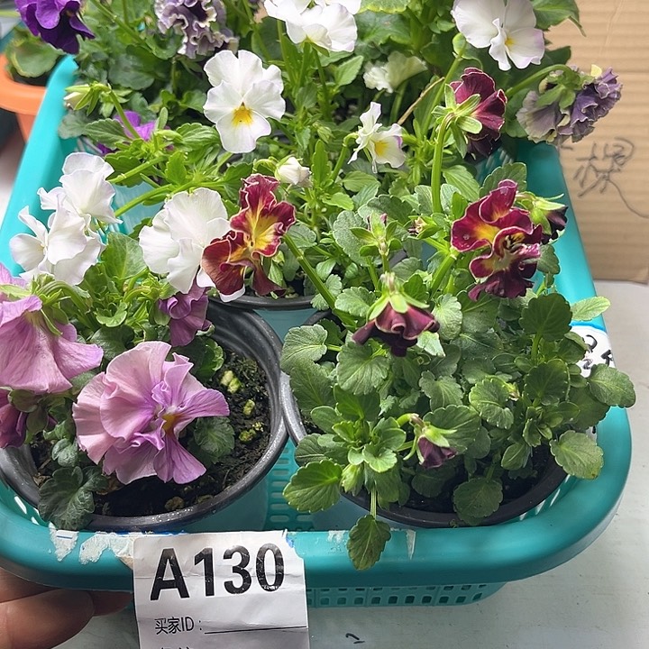 130号角堇清棚19.9米一筐