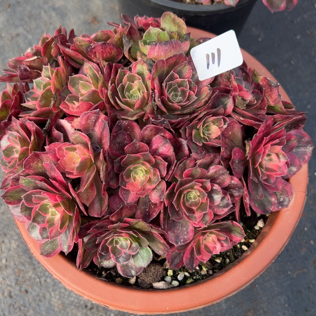 111黑魔锦都朵朵多肉