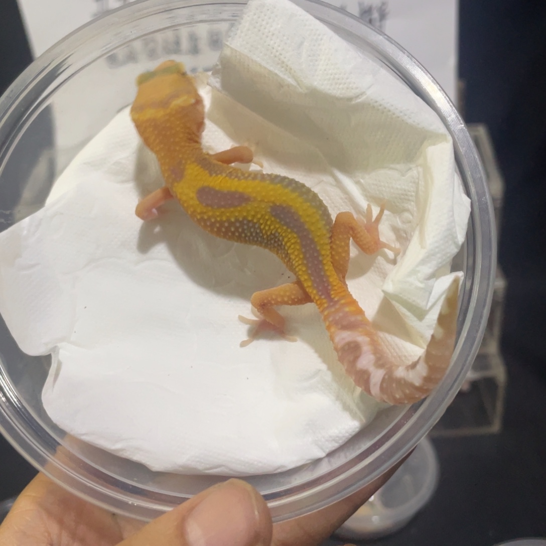 豹纹守宫雨水白化公 