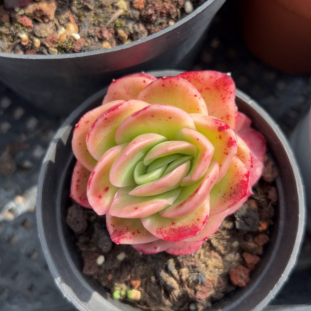 冰玫瑰精控多肉一物一拍