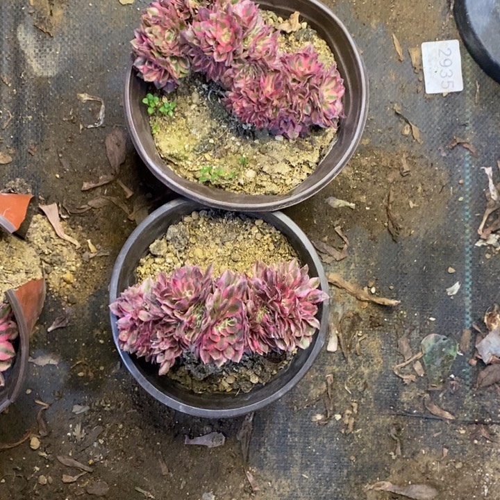 两盆多肉断头不包905