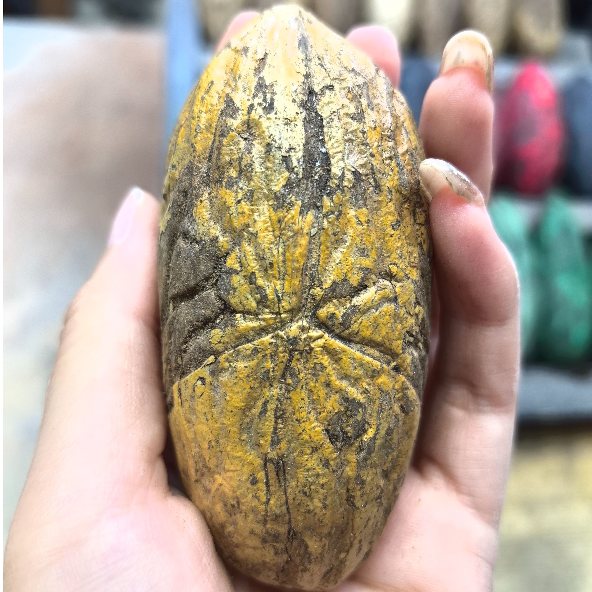 【老树果中果】千眼菩提爆款手把件