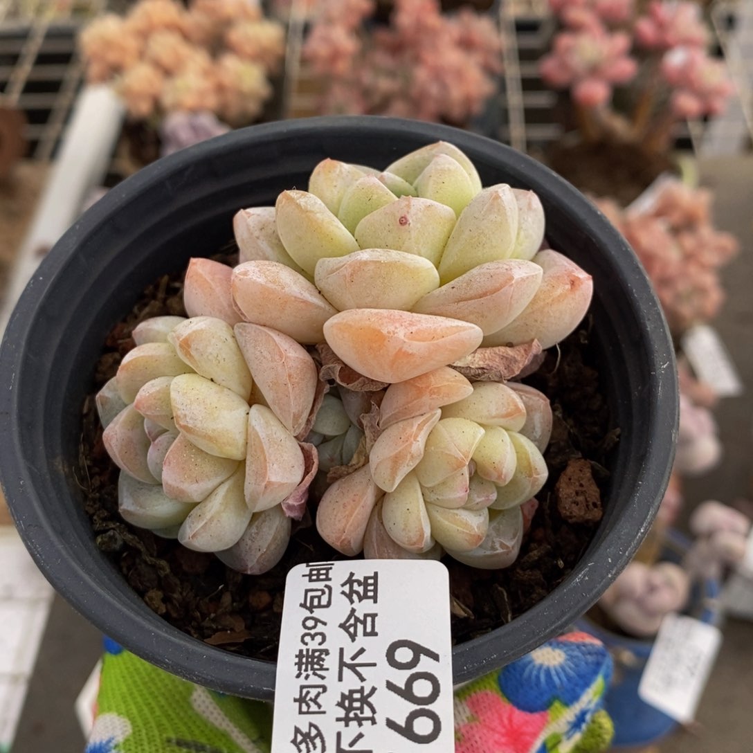 冰玉669/6c m不包整