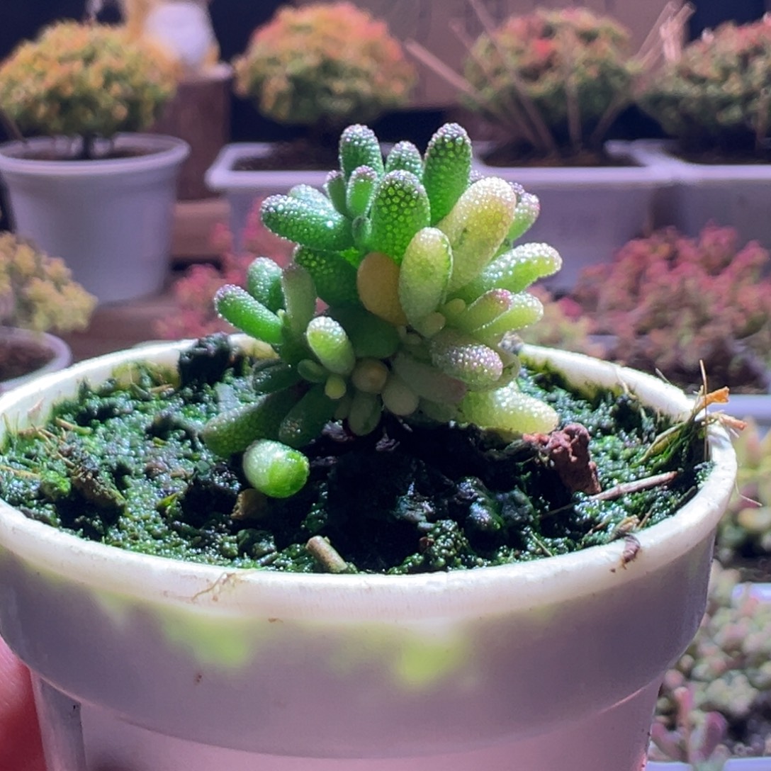 483米粒锦一物一拍包开箱