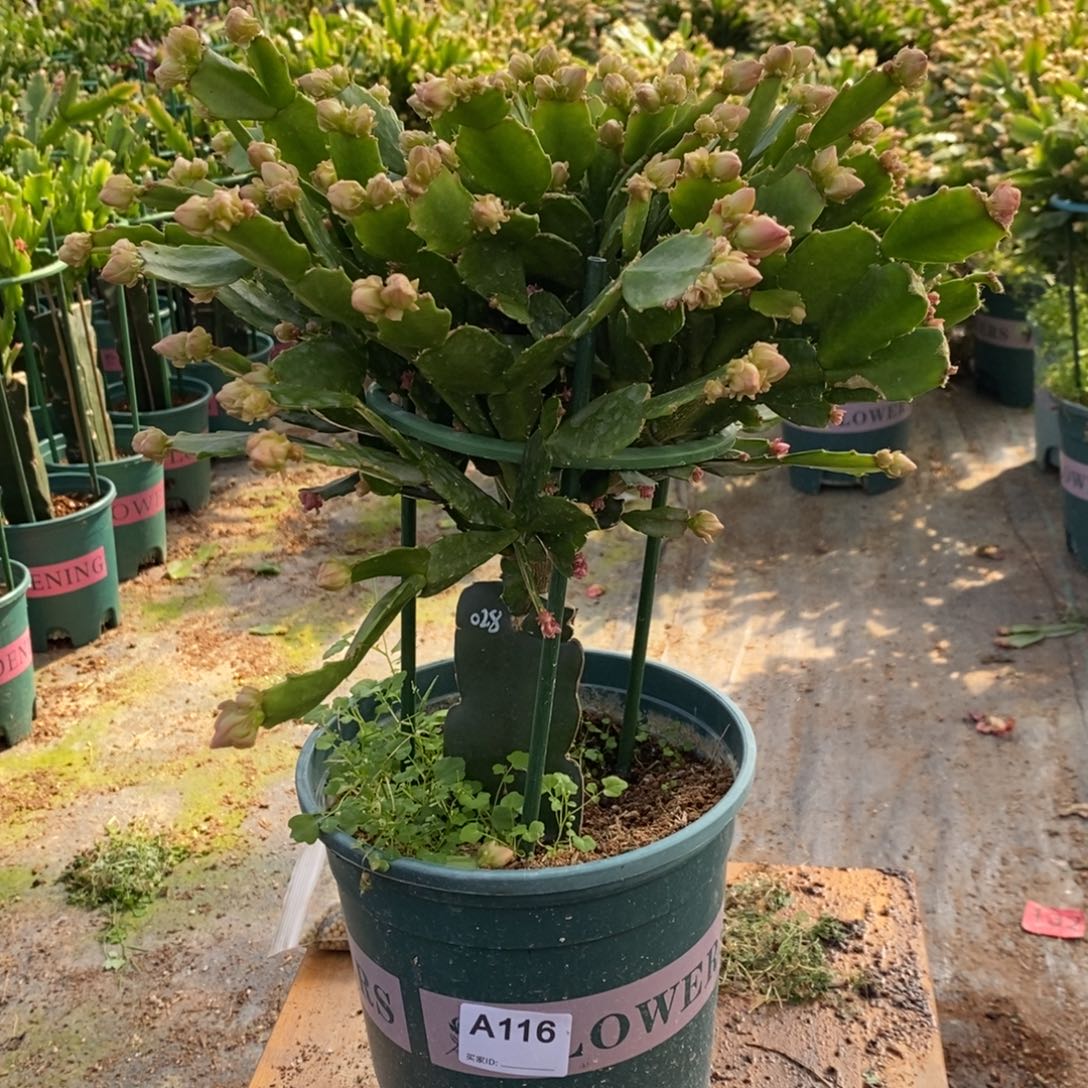 莉***莉当前无花朵，栽培后可花朵116嫁接028