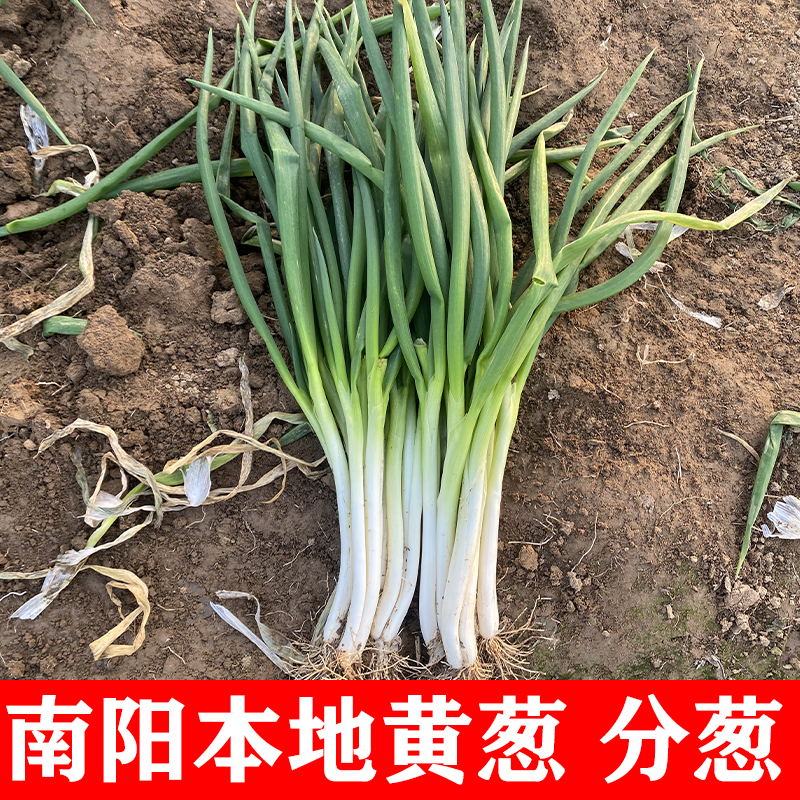 2025河南新鲜分葱小葱黄葱当季新鲜四瓣葱餐馆家用黑葱现挖现发