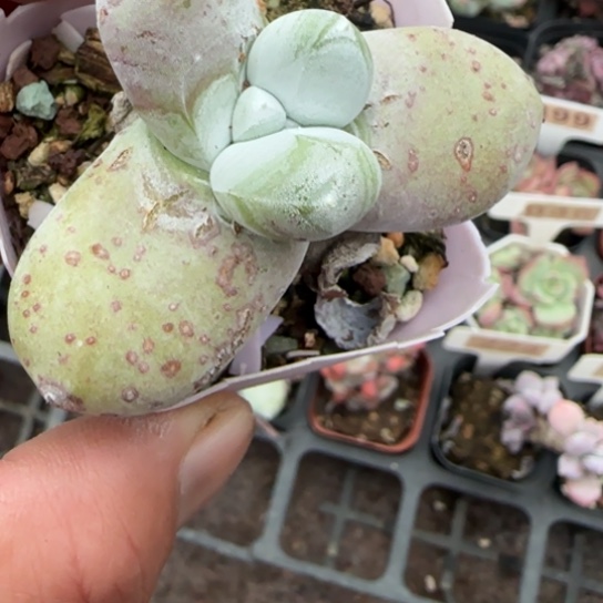 175拇指多肉植物多