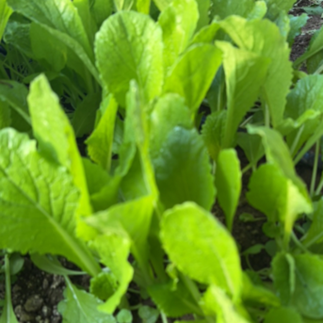 自家种植小白菜3斤（29.9元）包邮到家绿色蔬菜白菜