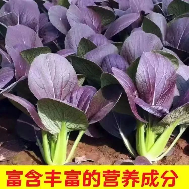 【紫贵妃上海青种子】蔬菜种子