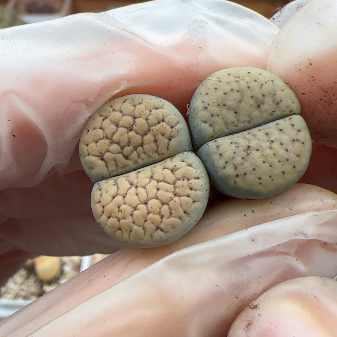 0577号 德州2个 多肉植物