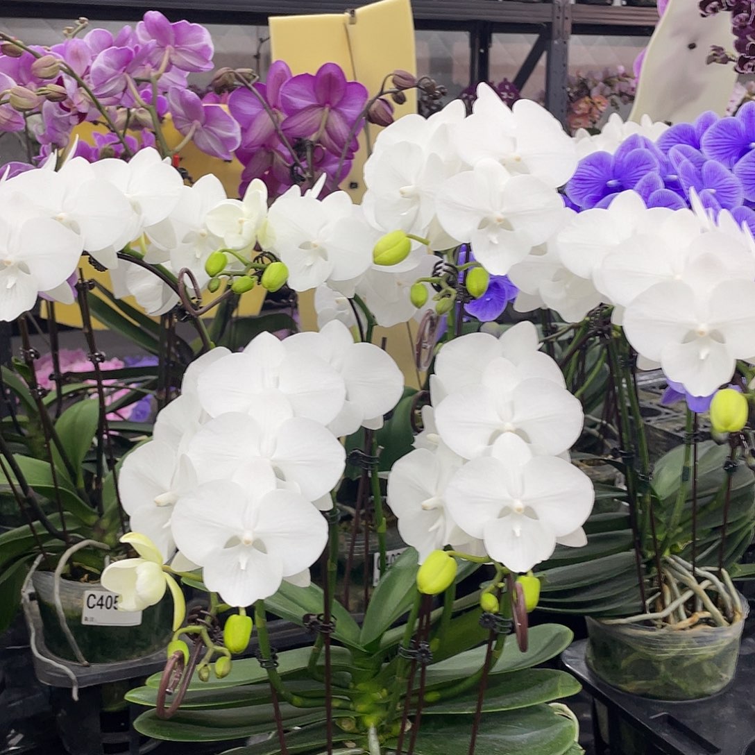 无花朵404白天鹅六梗