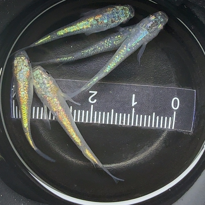 青鳉鱼海王星买3送2，7号