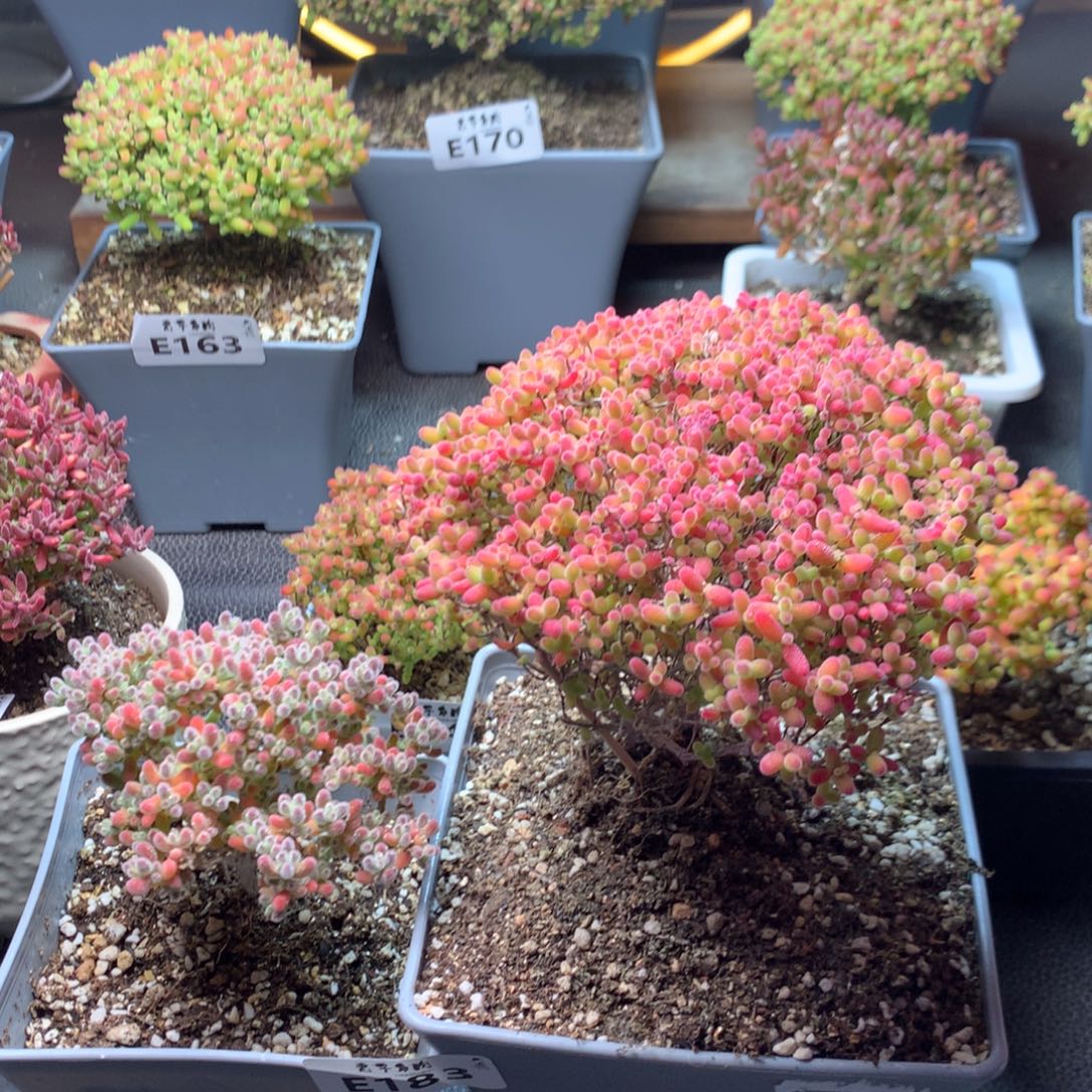 s***8183实生冰晶蜜橘 福利