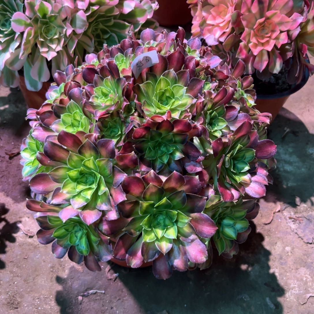 多肉植物韶华356