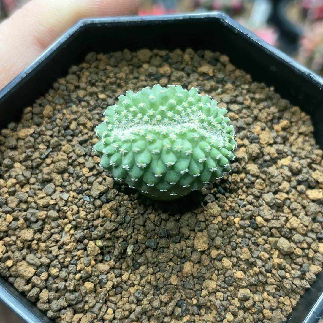 实生根系，菊水缀化