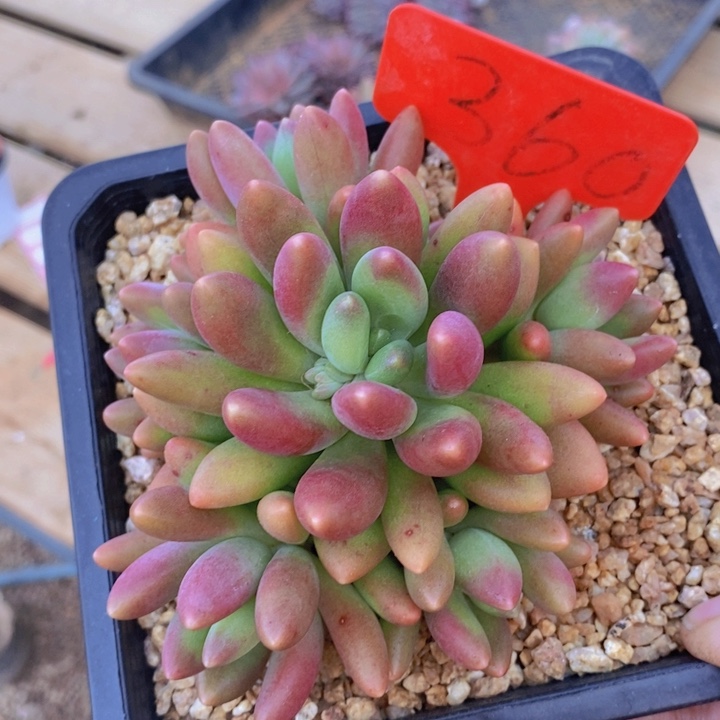 这么大岁数怎么会长