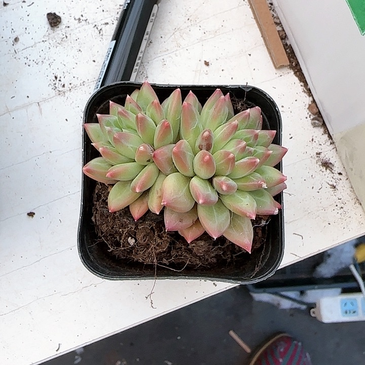 青蛙王子儿童牙膏111