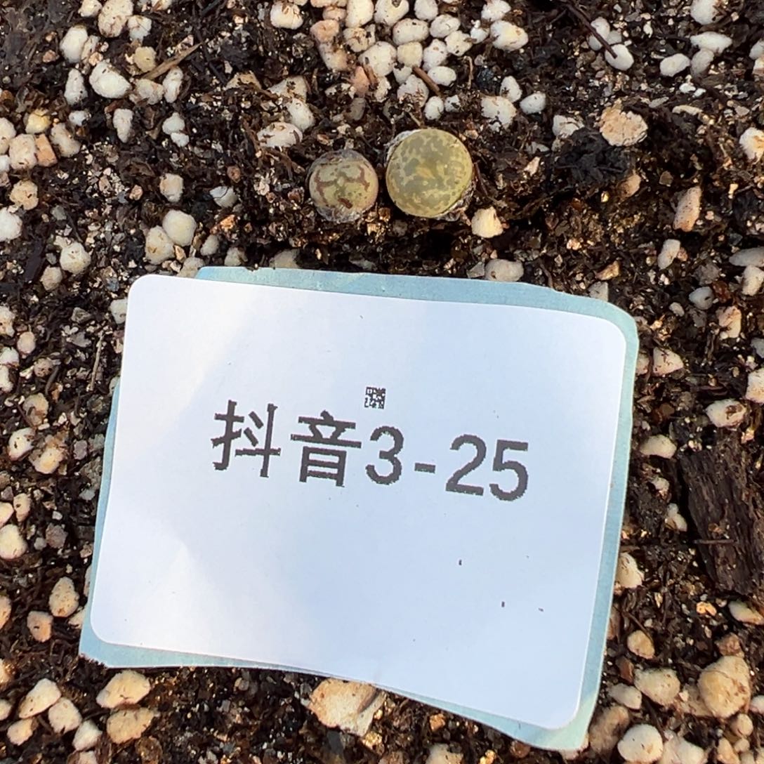 3-25量拍小毛杂5颗