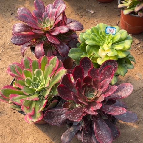 991多肉植物组合