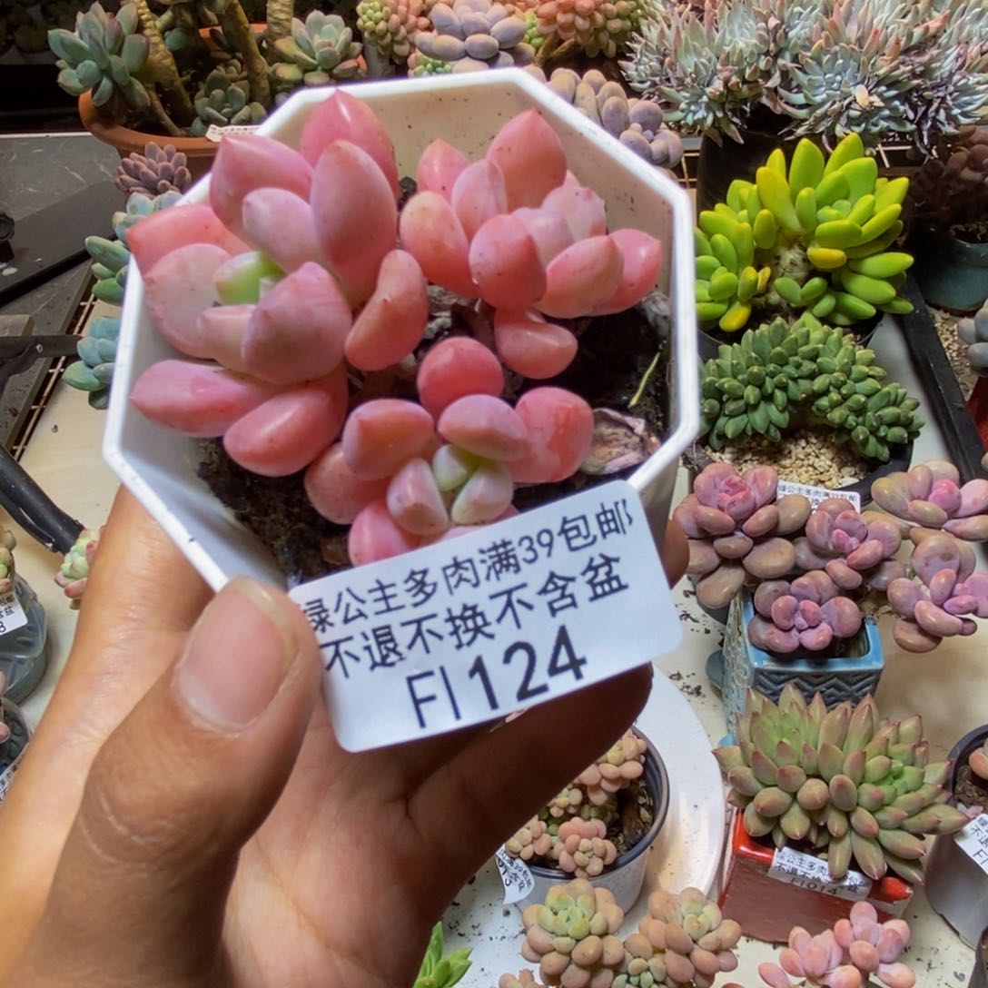 124粉桃花多肉4x n