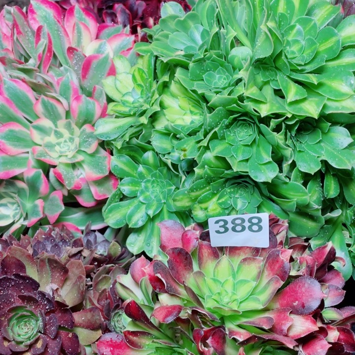 多肉植物组合388