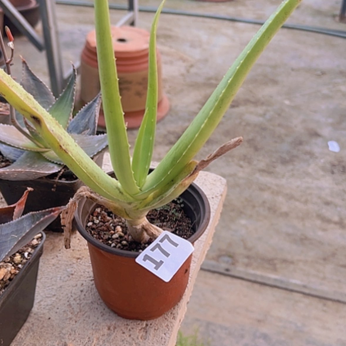 【闪购商品】用****2块根植物