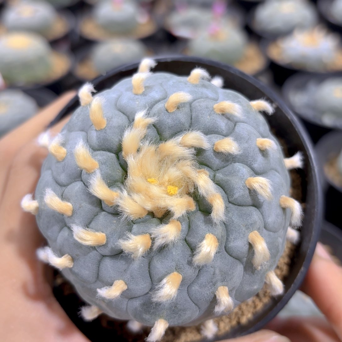 G612g g g g g g g g g