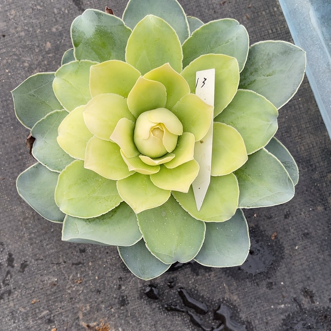 山地玫瑰一物一拍脱土发13号，不包断侧芽