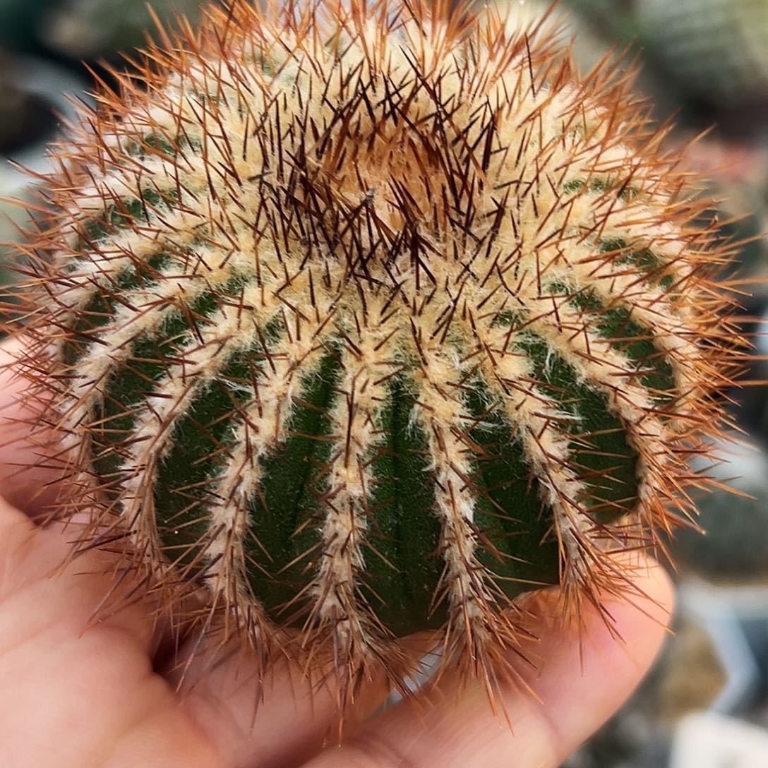 金刺优波仙人球6666666666