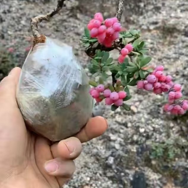 金花小檗下山庄带土球发货 