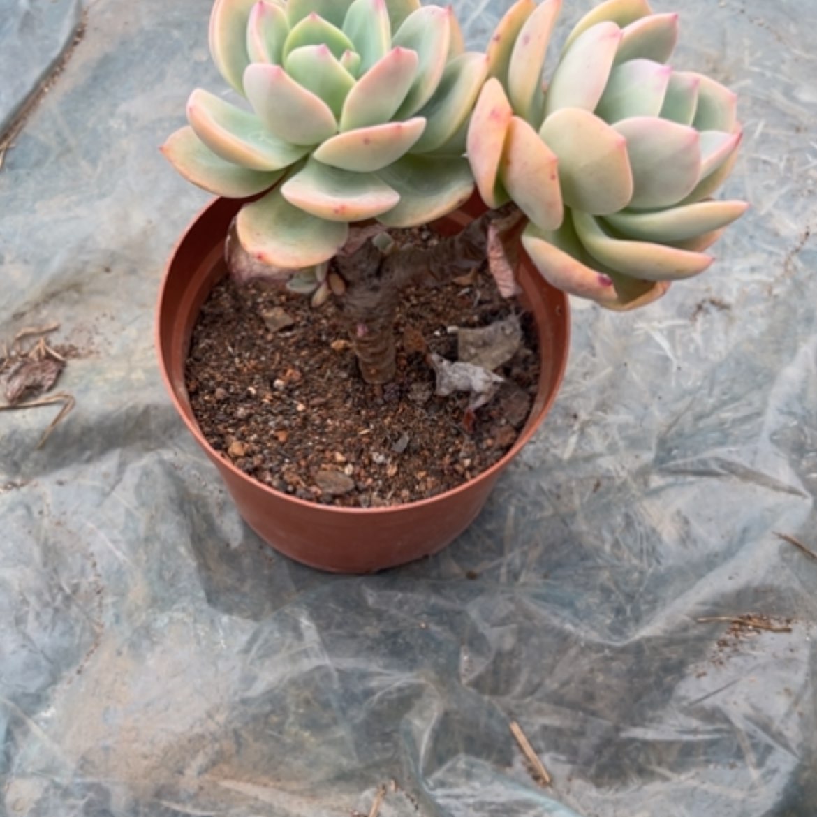 【闪购商品】飞*?白凤