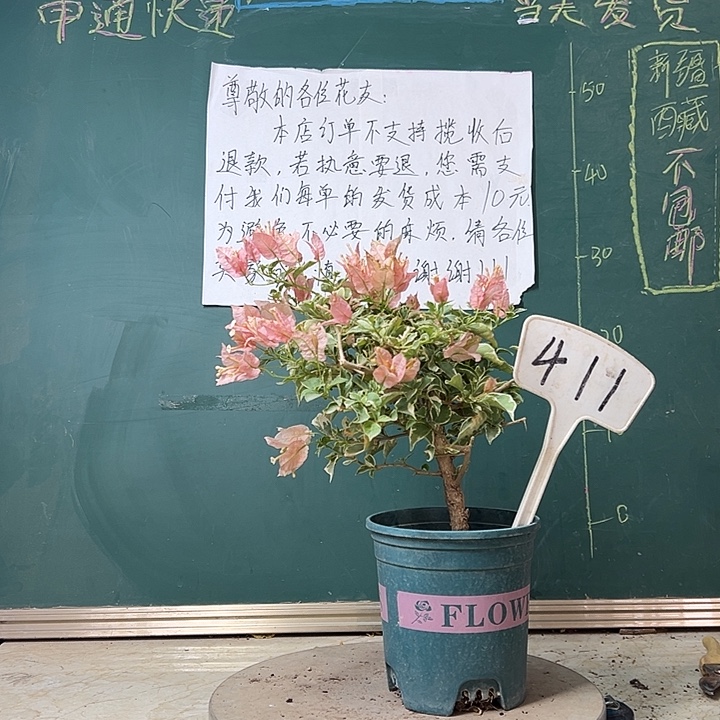 完全开放 少女心411   