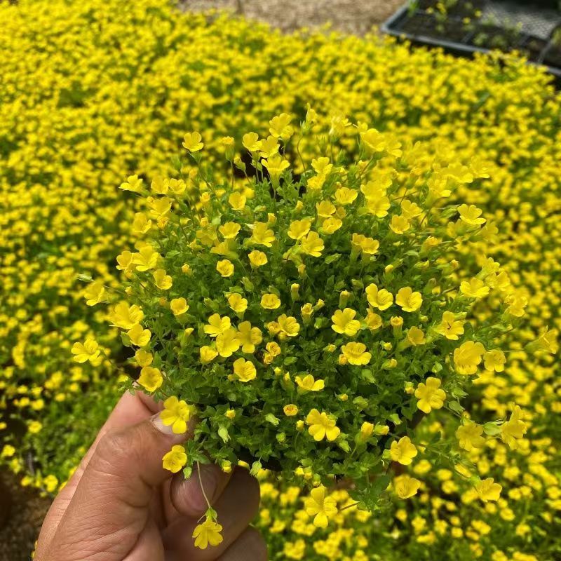 金莎蔓伏胁花黄金佛甲草阳台庭院花园工程用种植耐晒耐踩花镜植物