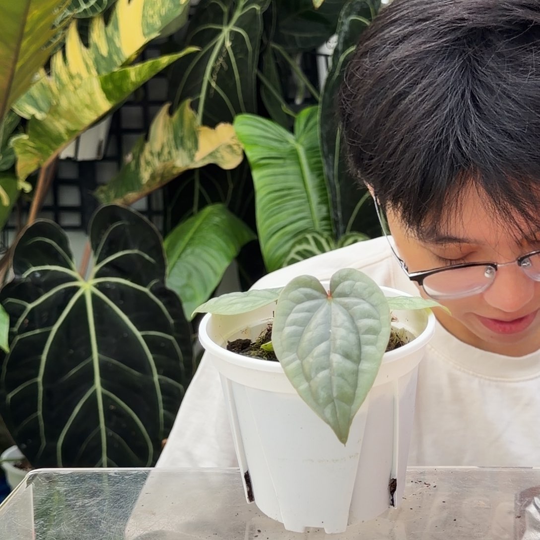 完全开放Q71  籽播奢华