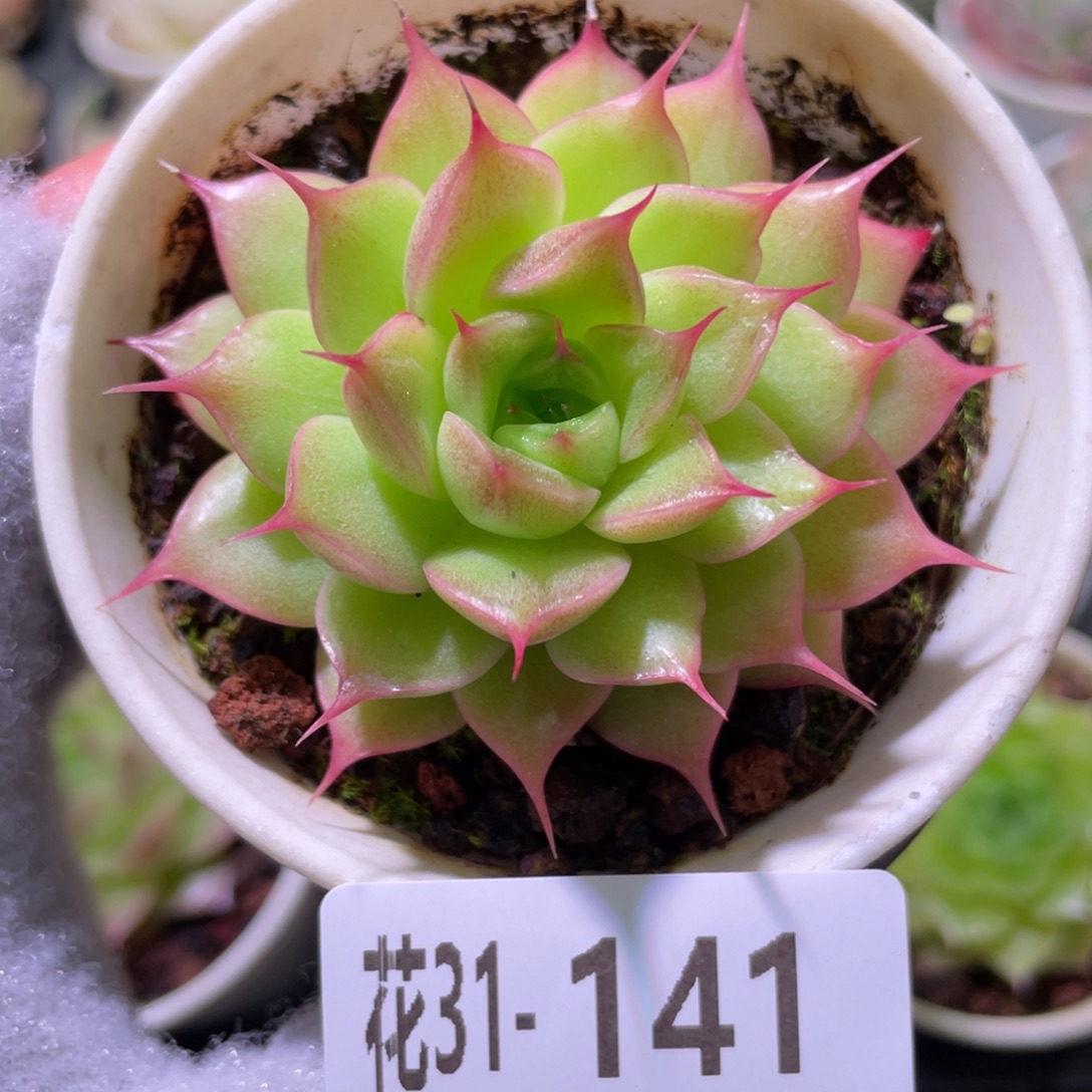 花利美31-141海王