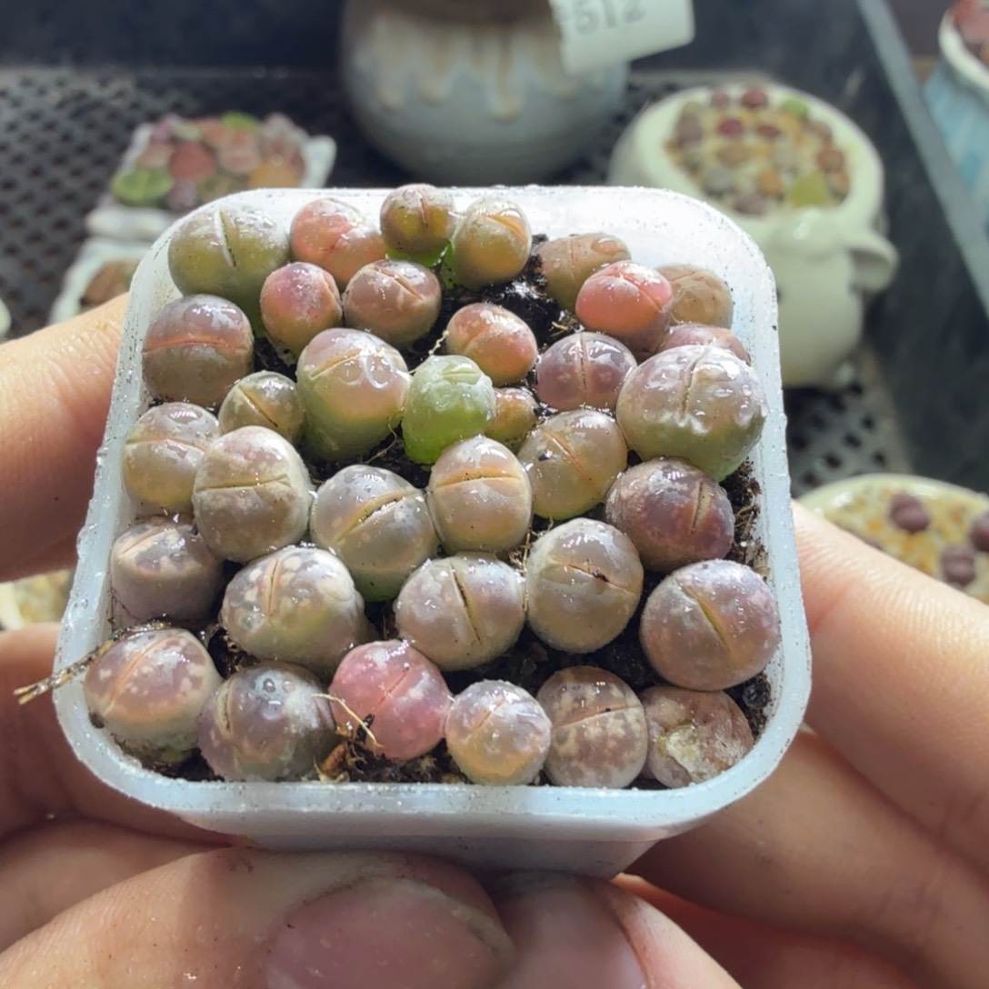 多肉葡萄的味道真的很535