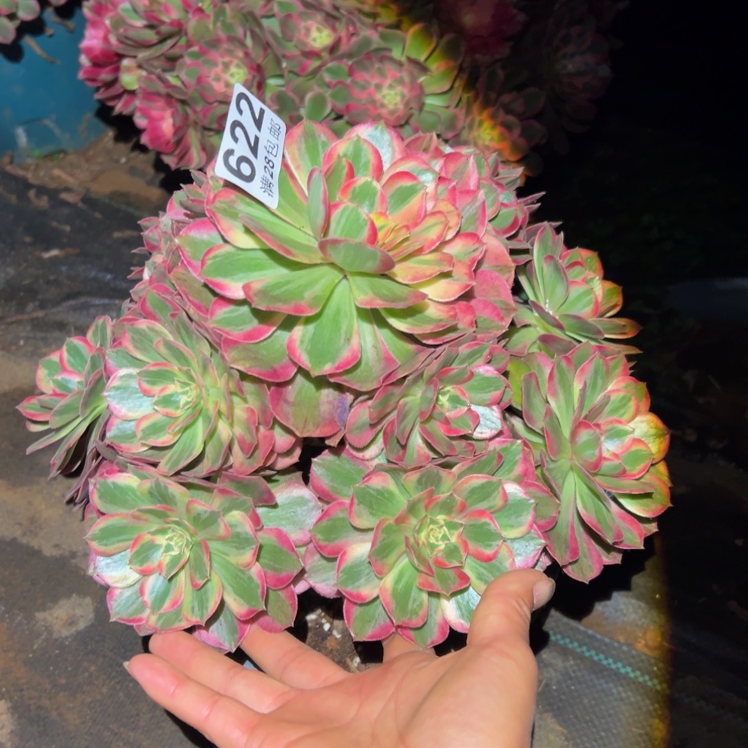 多肉植物622赤子心