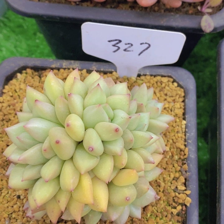 开心多肉植物多肉