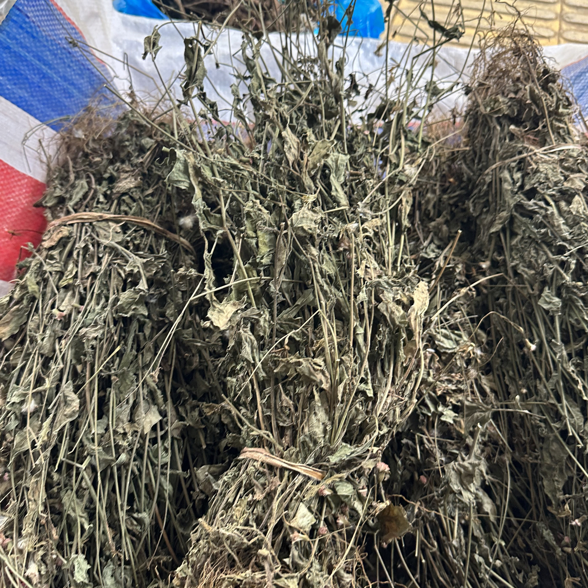 新货一点红 一点红羊蹄草红背叶马蹄草干品包邮