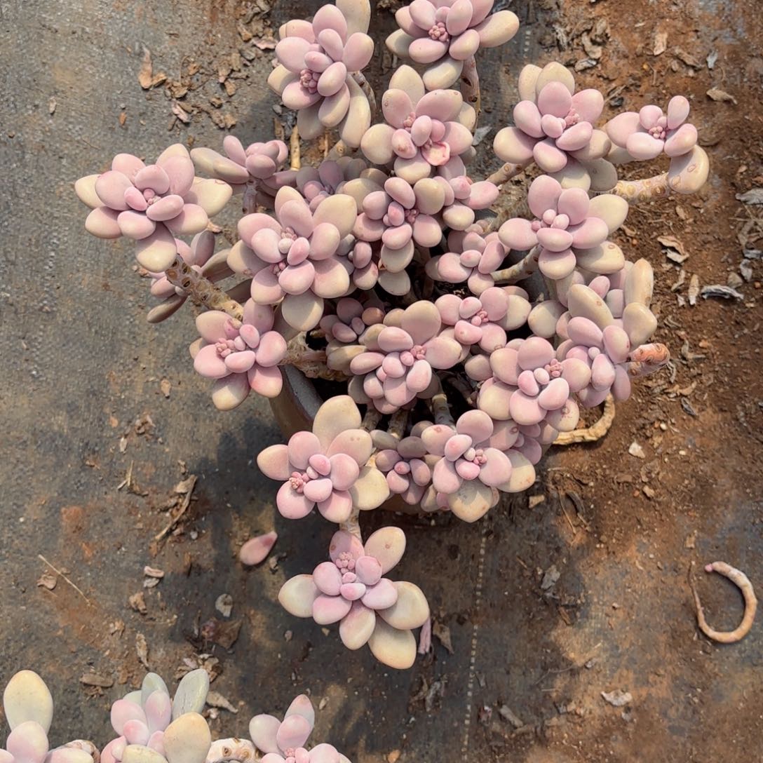 人***?桃蛋福利19-19。