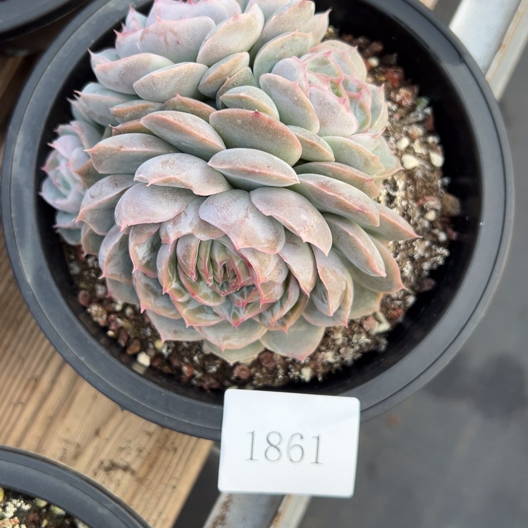 果**台1861肉肉肉肉肉肉肉肉