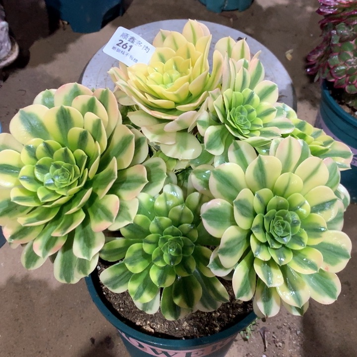 261金丝翡翠多肉植物