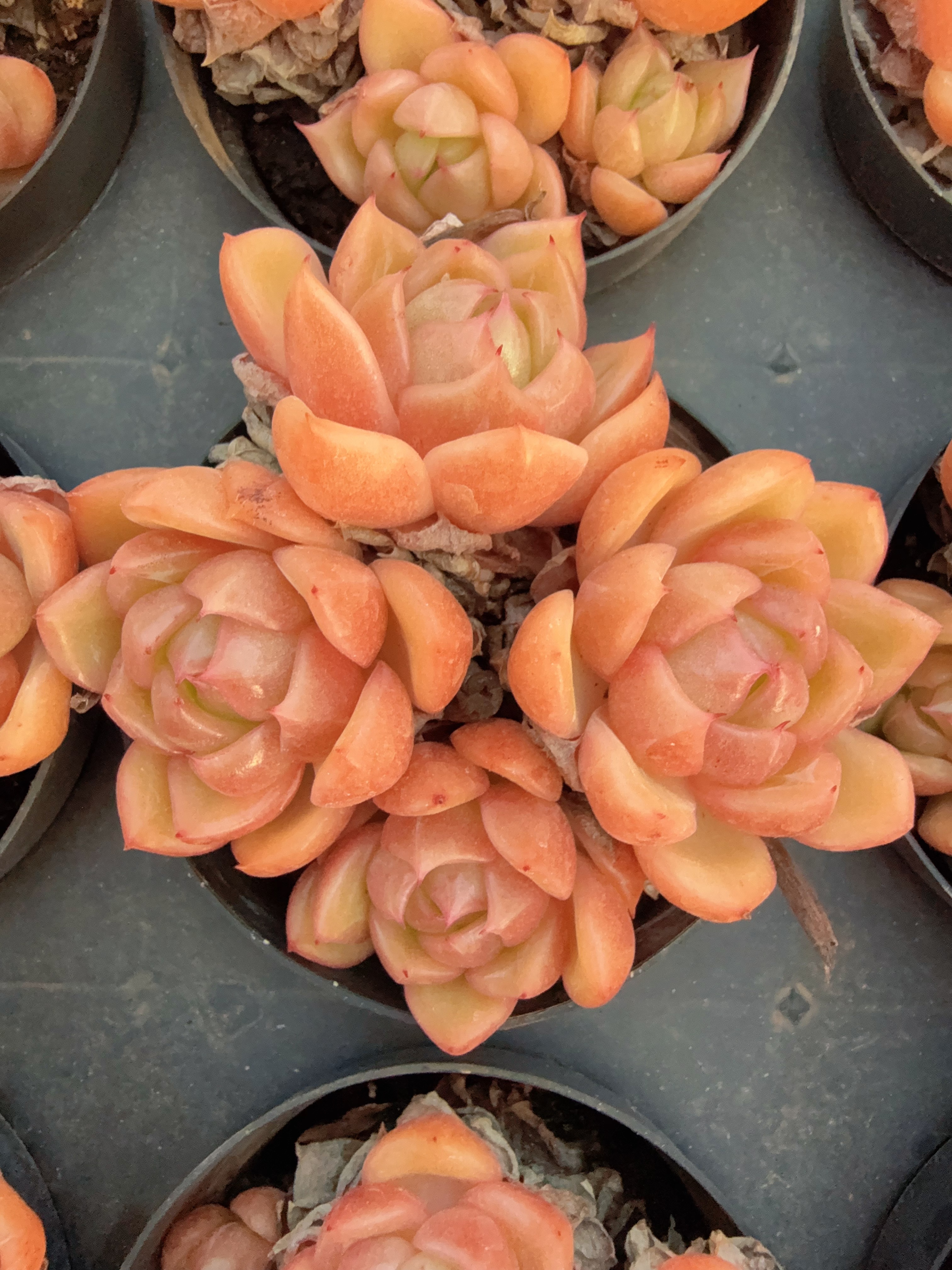 80#4头起冰宝龙不包整（6-8cm）带土球