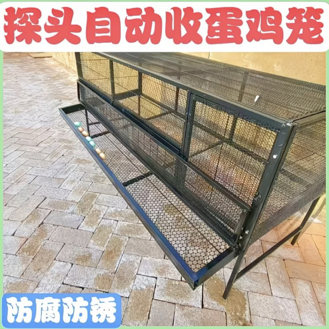 自动接蛋家用养鸡养鸭养鹅大空间养殖笼防鼠防鼠防黄鼠狼