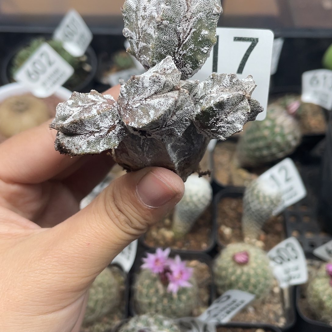 627鸾凤玉石化仙人球植物