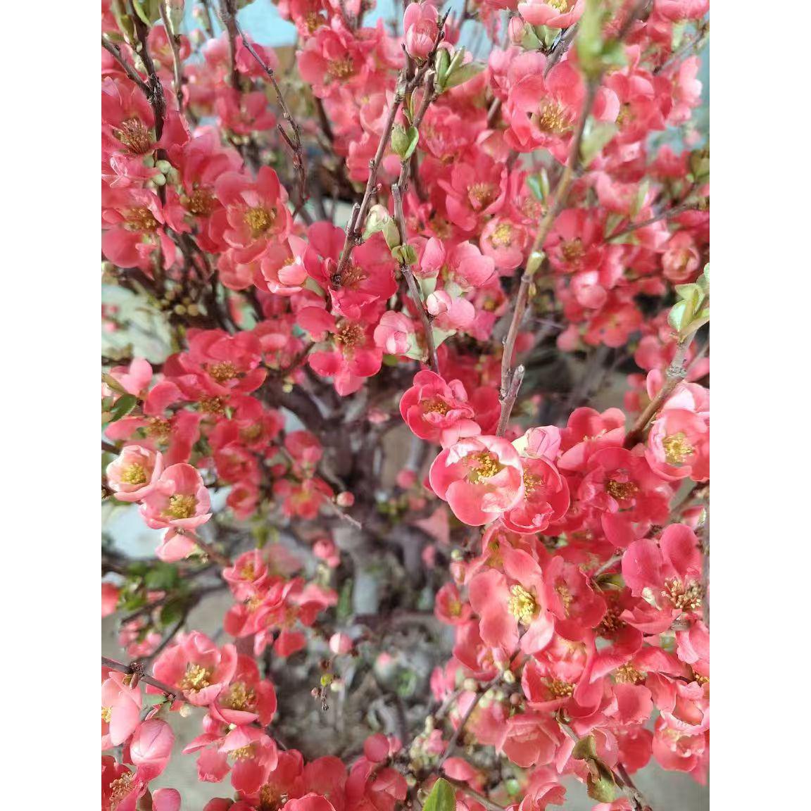 重瓣贴梗海棠花盆栽老桩盆景室内外四季耐寒好养花卉绿植