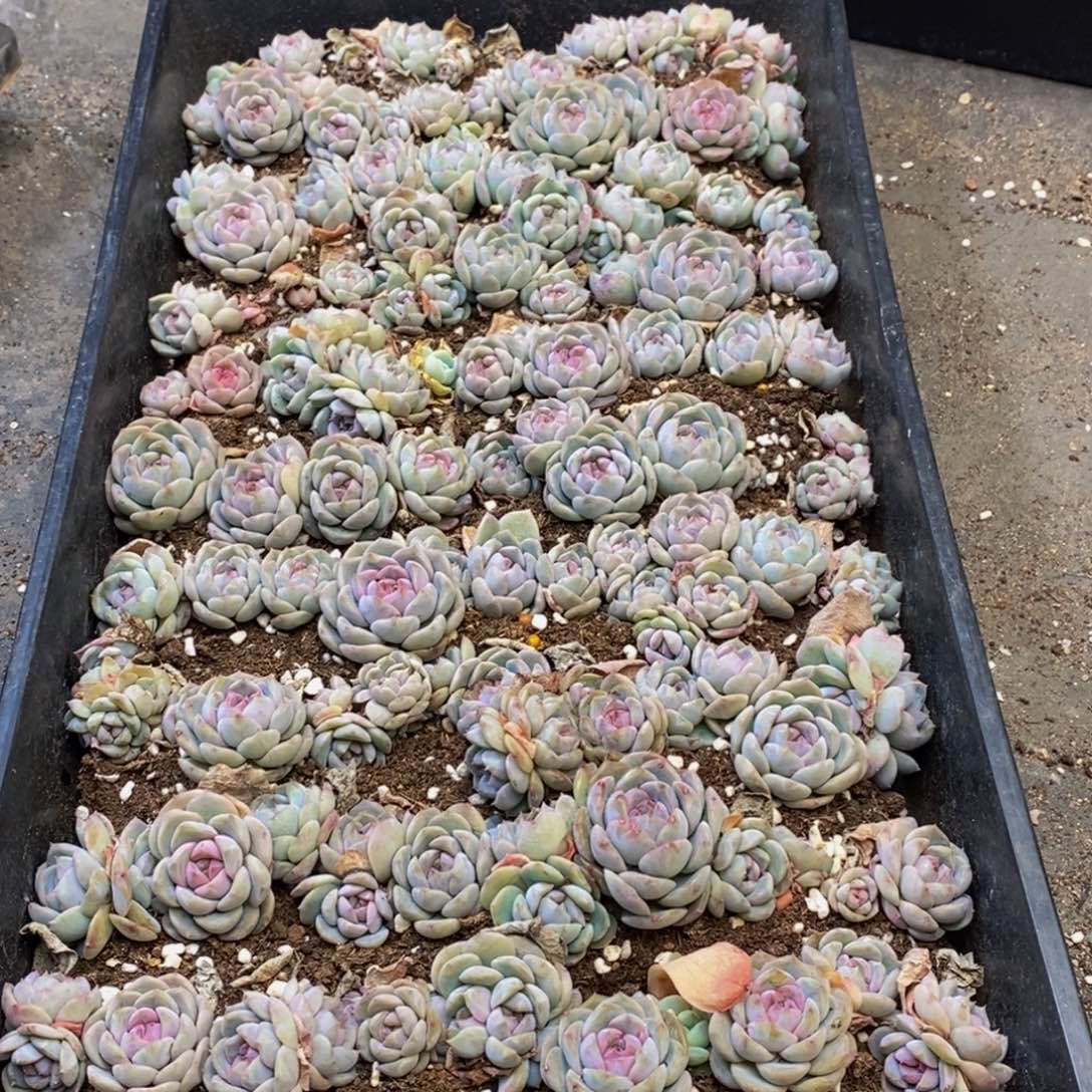 167多肉植物保护研究所所长助理研究员