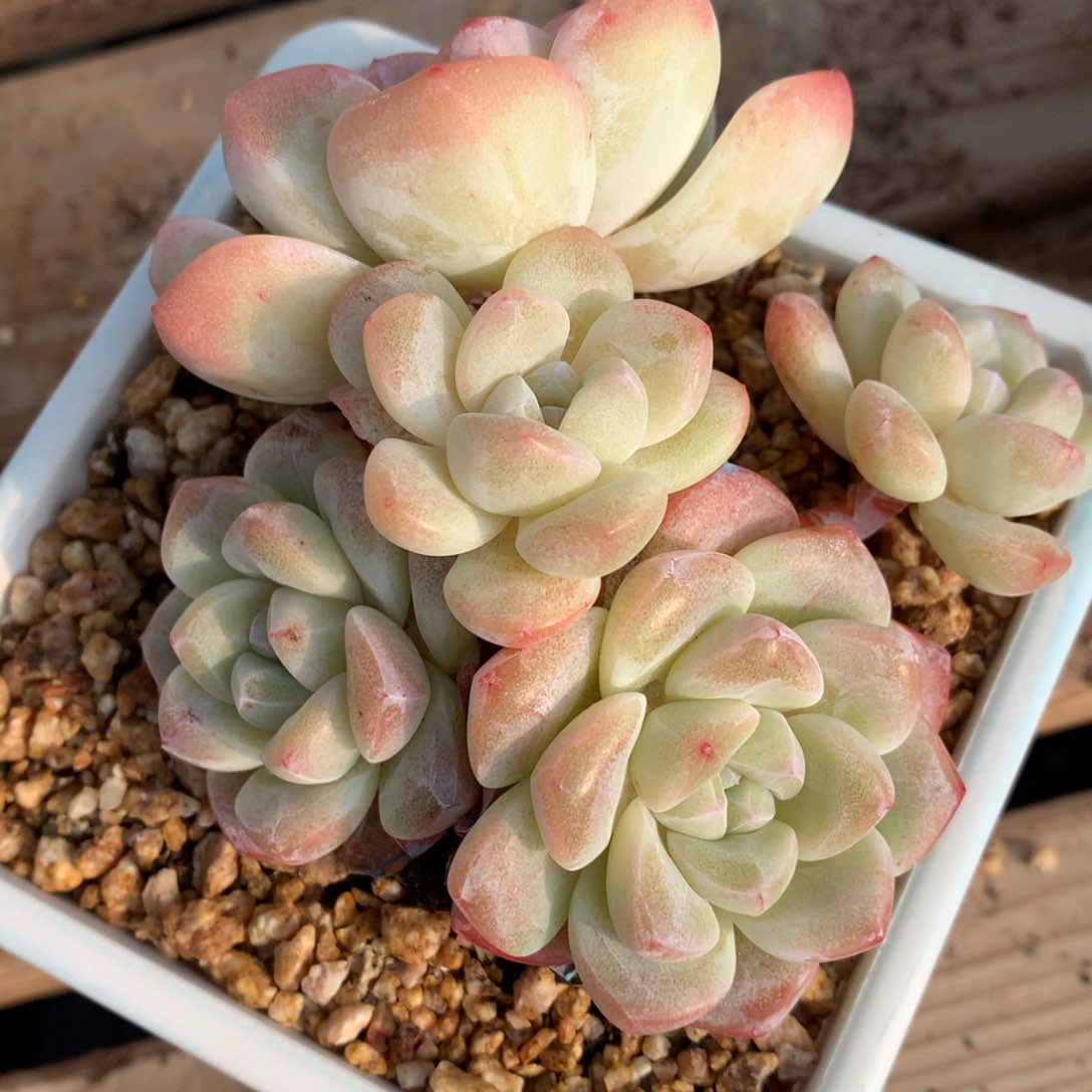 0129-17 冰玉老桩