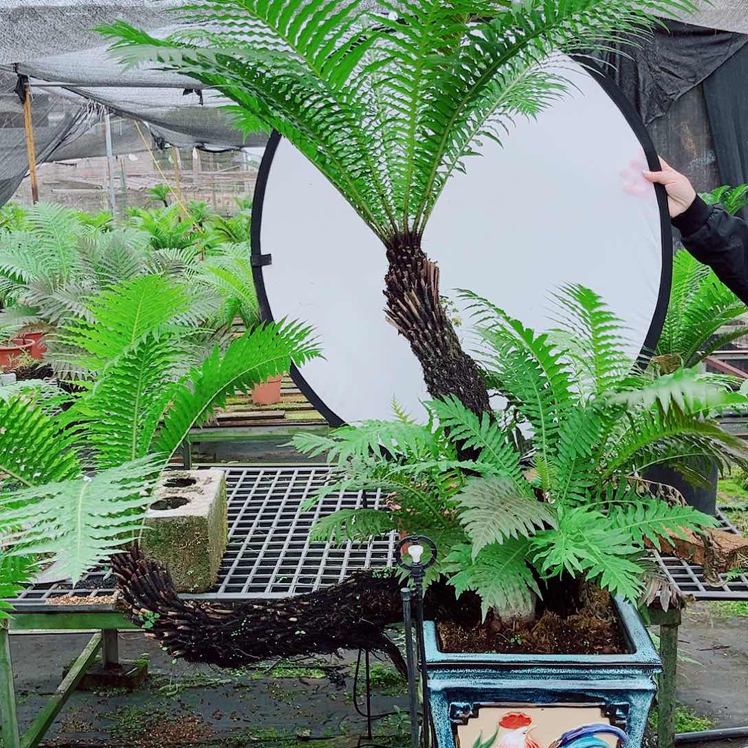 无花朵精品老桩富贵蕨盆景艺术
