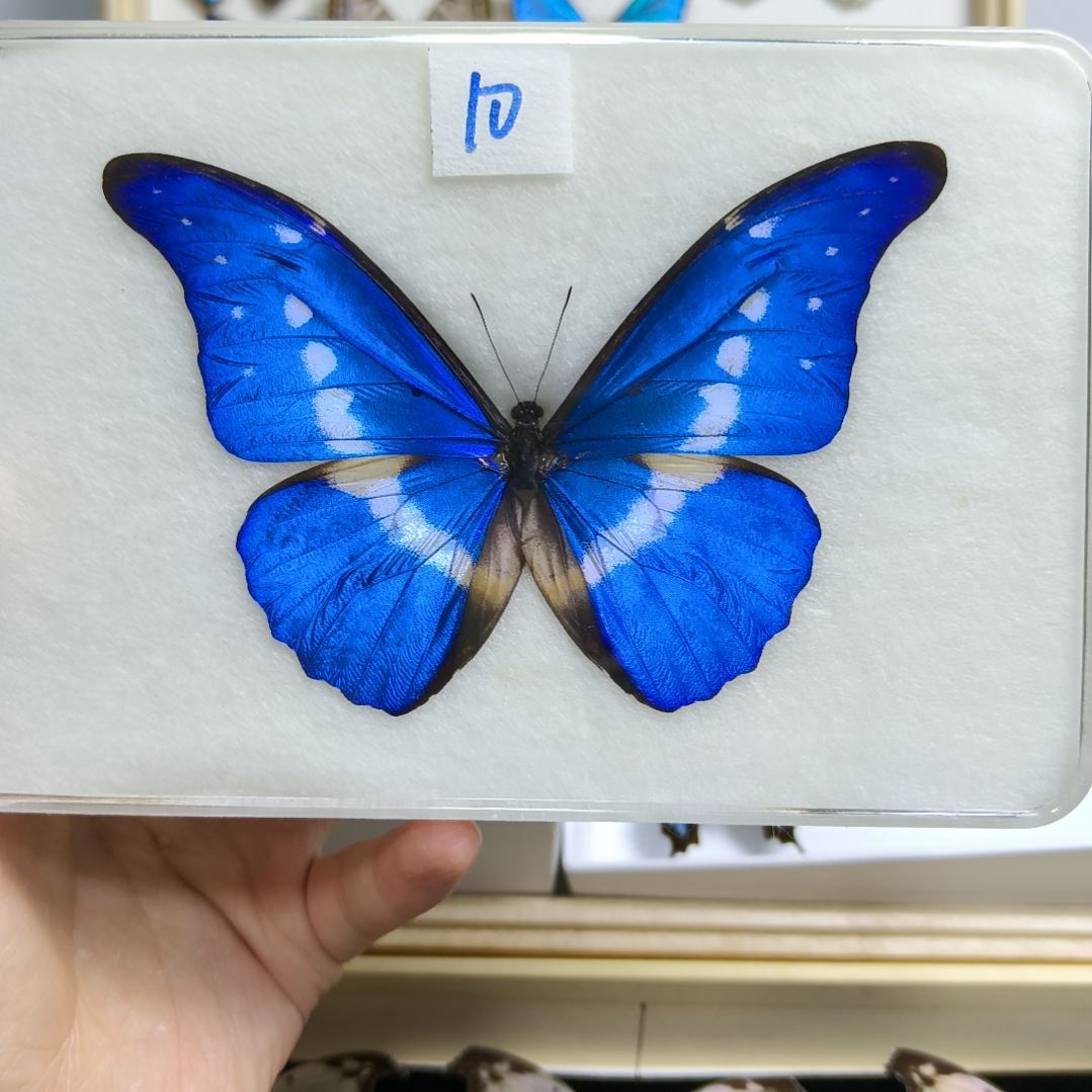 真蝴蝶标本一物一拍